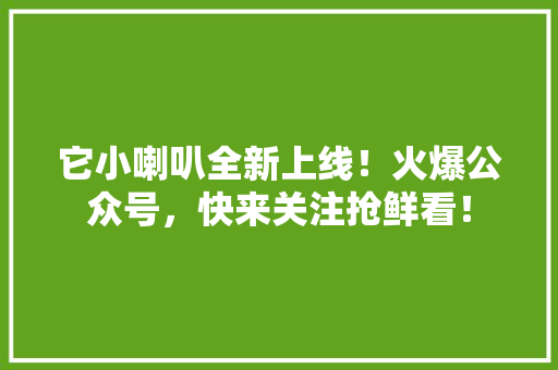 它小喇叭全新上线！火爆公众号，快来关注抢鲜看！ 网站建设