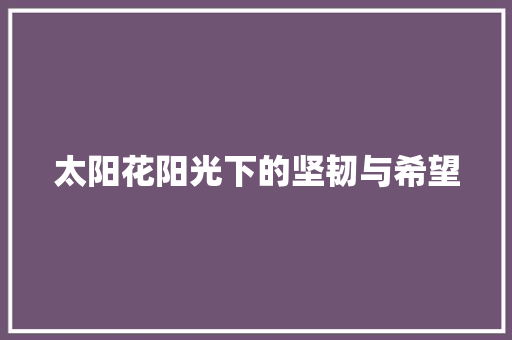 太阳花阳光下的坚韧与希望