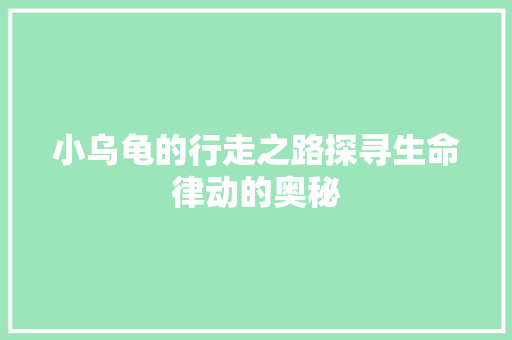 小乌龟的行走之路探寻生命律动的奥秘